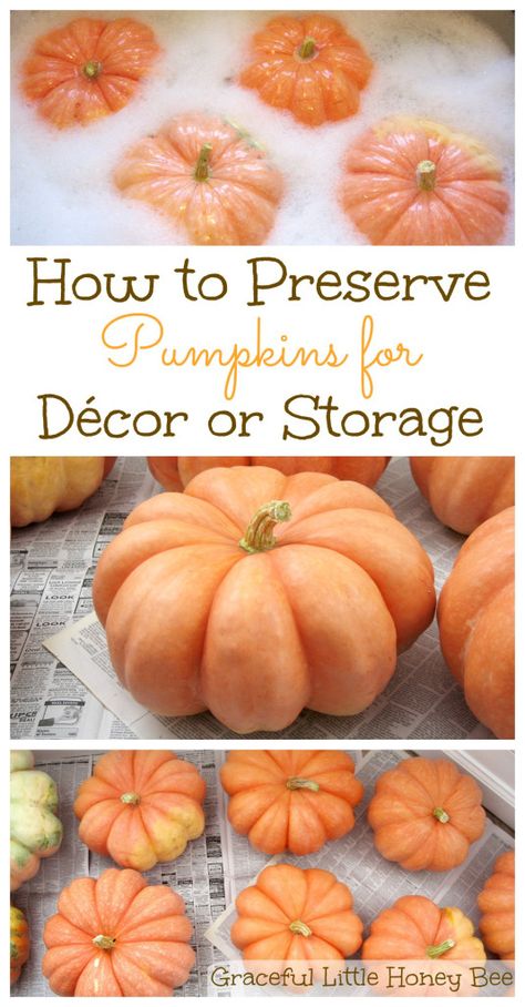 How To Preserve Pumpkins, Preserve Pumpkins, Preserving Pumpkins, Hallowen Ideas, How To Make Pumpkin, Autumn Decorating, Small Pumpkins, Fall Crafts Diy, Mini Pumpkins