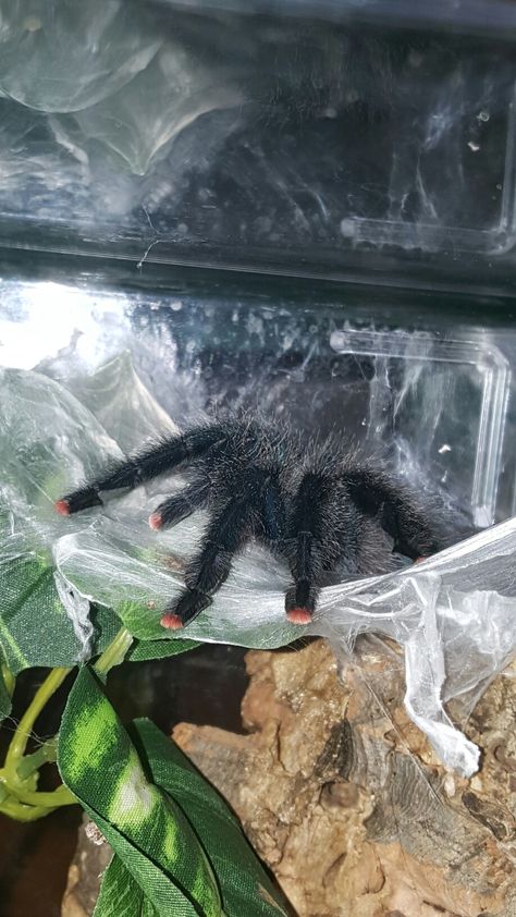 Tarantula Aesthetic, Avicularia Avicularia, Tarantula Habitat, Danger Noodle, Reptile Habitat, Pink Toes, Human Babies, Creepy Crawlies, Animal Species