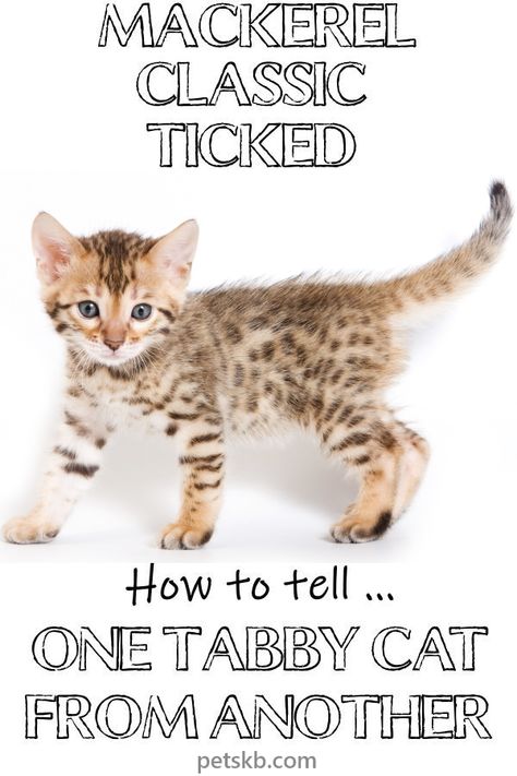 Discover how many tabby cat patterns and colors exist. Learn how to tell a mackerel from a classic, a ticked from a spotted. And tortoiseshell? What's that? #cat #catcare #catguide #catinfo Tabby Patterns, Cat Guide, Dogs Paws, Savannah Kitten, Krazy Kat, Cat Ownership, Cat Crying, Cat Patterns, Cat Attack