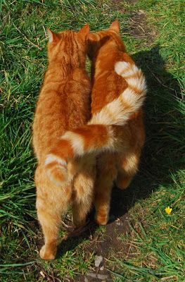 Рыжие Söt Katt, Three Cats, Orange Cats, Ginger Cats, Cat Aesthetic, Orange Cat, Warrior Cats, The Grass, Pretty Cats