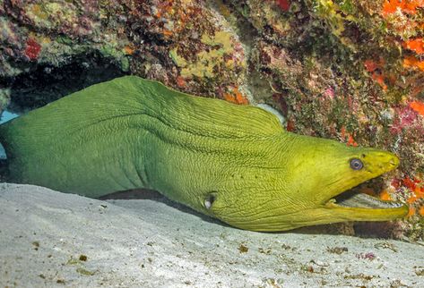 Green Moray Eel (Gymnothorax funebris) L.250cm H: West Atlantic (Rocky shore, reef, and mangroves.) Green Teeth, Ocean Sleeve, Dreamy Ocean, Moray Eel, Underwater Animals, Rocky Shore, Anime Scenery Wallpaper, Creature Design, Anime Scenery