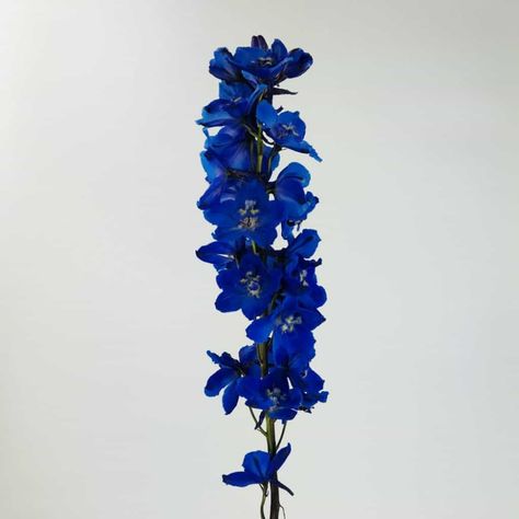 DELPHINIUM- DARK BLUE Blue Delphinium Bouquet, Living Room Accent Wall Ideas, Delphinium Tattoo, Room Accent Wall Ideas, Delphinium Bouquet, Living Room Accent Wall, Dark Blue Wedding, Accent Wall Ideas, Dark Blue Flowers