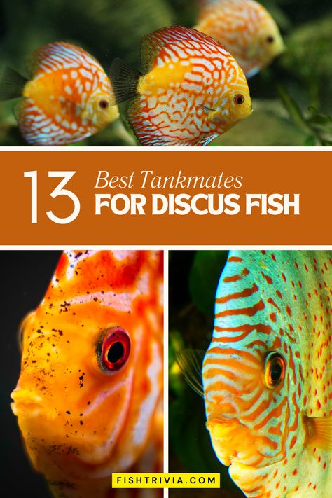 Discover the species that share Discus fish's preference for calm and cleanliness, ensuring a balanced and beautiful aquarium setting. Discus Fish Tank, Discus Tank, Discus Aquarium, Neon Tetra, Community Tanks, Brine Shrimp, Aquarium Setup, Discus Fish, Floating Plants