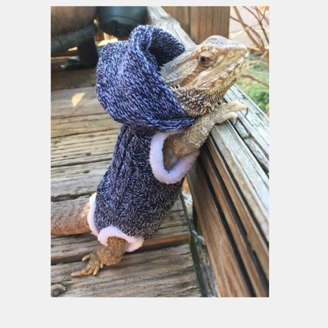 bearded dragon Bearded Dragon Terrarium Ideas, Bearded Dragon Clothes, Bearded Dragon Diy, Crochet Beard, Bearded Dragon Terrarium, Dragon Clothing, Baby Bearded Dragon, Bearded Dragon Cute, Bearded Dragon Care