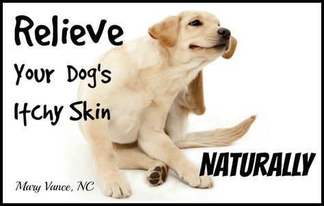 How to determine and naturally relieve the cause of your dog's itchy skin. Itchy Skin Remedy, Glowing Skin Diet, Dog Skin Care, Itchy Dog, Natural Pet Care, Coconut Oil For Dogs, Balance Your Hormones, Skin Diet, Dog Itching