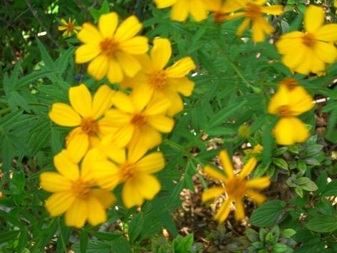 Scorpion Bites, Mexican Tarragon, Mexican Marigold, Native Landscaping, Texas Native Plants, Yellow Plants, Poisonous Plants, Culinary Herbs, Backyard Paradise