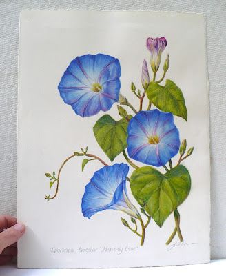 Janet Zeh Original Art Watercolor and Oil Paintings: Blue Morning Glories Flower Botanical Floral Painting - Ipomoea tricolor Vine Drawing, Trees Garden, Blue Morning Glory, Pencil Drawing Images, Morning Glory Flowers, Blue Morning, Flower Line Drawings, Morning Glories, Flower Sketches