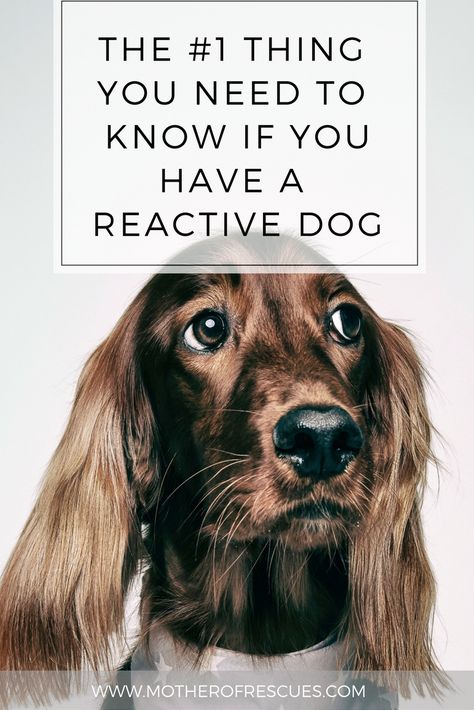 You need to know this if you truly want to help your reactive dog! Fearful dog | shelter dog | adopted dog | rescue dog | scared dog | dog training | process Dog Biting Training, Reactive Dog, Easiest Dogs To Train, Dog Behavior Problems, Dog Training Treats, House Training Dogs, Dog Training Advice, Dog Brain, Best Dog Training