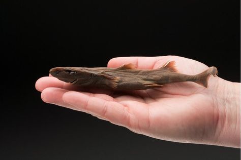 Dwarf Lantern Shark Lantern Shark, Goblin Shark, Sea Shark, Types Of Sharks, Shark Facts, Species Of Sharks, Small Shark, Shark Fishing, Blue Shark