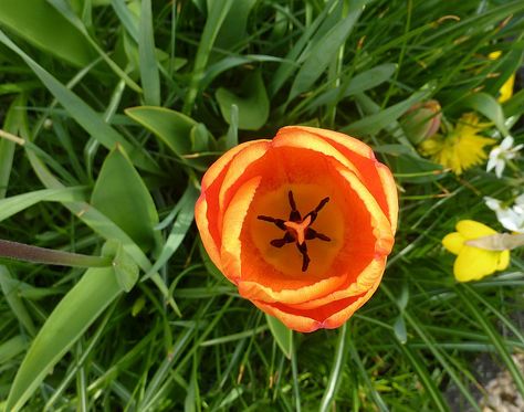 Orange Tulip from above Tulip From Above, Tulips Top View, Wire Art Sculpture, Orange Tulips, Yellow Tulips, Red Tulips, Garden Photos, Birds Eye View, Creative Outlet