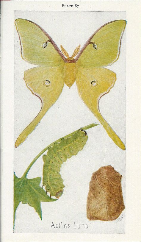 Vintage Book Plate - Moths / Vintage Illustration / Luna Moth / Insects / Actias Luna / Double Sided Luna Moth Poster, Luna Moth Life Cycle, Luna Moth Cocoon, Moth Chrysalis, Moth Life Cycle, Moth Costume, Cottagecore Drawing, Moth Cocoon, Amazing Insects