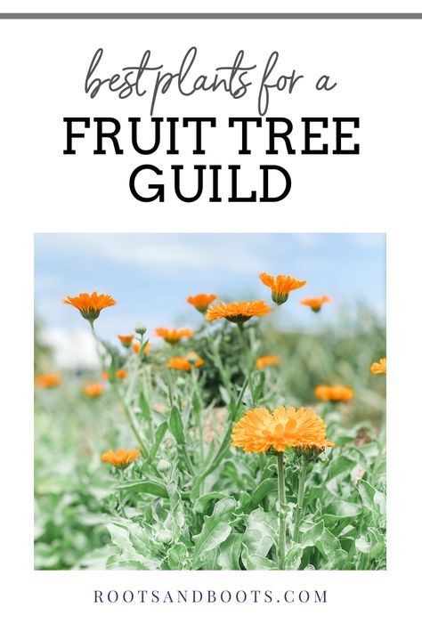 Fruit Tree Guild Companion Planting, Peach Tree Guild Plans, Fruit Forest Garden, Permaculture Guilds Fruit Trees, Underplanting Fruit Trees, Pomegranate Tree Guild, Fruit Tree Guild Permaculture Design, Plum Tree Guild, Peach Guild