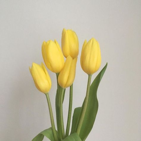 Flowers 🌺 on Twitter: "… " Yellow Aesthetic Pastel, Yellow Theme, Yellow Tulips, Yellow Wallpaper, Yellow Aesthetic, Aesthetic Colors, Pastel Yellow, Mellow Yellow, Shades Of Yellow