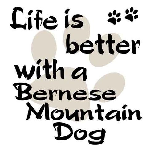 In The Dog House, Spoiled Dogs, Dog Quote, Bernese Mountain Dogs, Mountain Dog, Bernese Mountain, Bernese Mountain Dog, Mountain Dogs, Sign Ideas