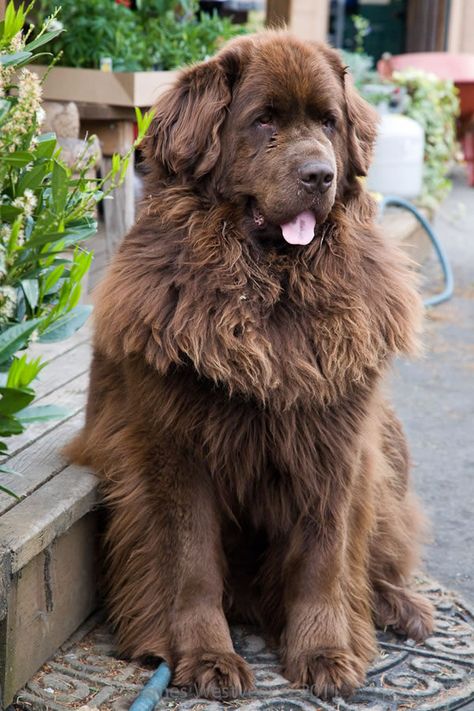 I would name him Gimli, son of Gloin Brown Newfoundland Dog, Newfoundland Puppies, Water Rescue, Working Dog, Terra Nova, Giant Dogs, Newfoundland Dog, Fluffy Dogs, Rescue Dog