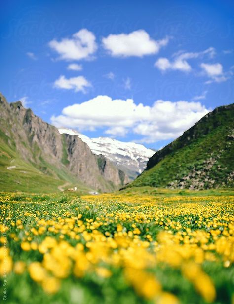 Springtime in the Swiss Alps #swissalps  #switzerland #europe #spring #mountains #nature Spring Season Photography, Spring Mountains, Spring Scenery, Switzerland Cities, Alpine Flowers, Wild Flower Meadow, Spring Images, Landscape Mountain, National Park Photos