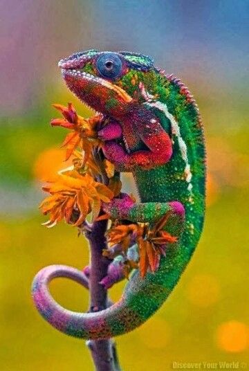 . Colorful Animals, Reptiles And Amphibians, Animal Photo, Exotic Pets, Gecko, Nature Animals, Color Of Life, Amphibians, Beautiful Creatures