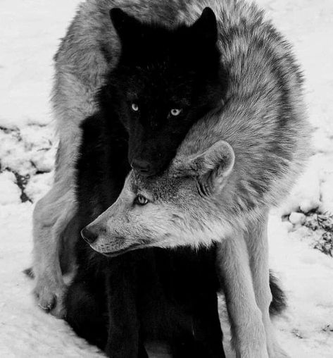 Lup Singuratic, Werewolf Aesthetic, Wolf Photography, Wolf Photos, Wolf Spirit Animal, Wolf Love, Wolf Pictures, Wolf Spirit, Beautiful Wolves