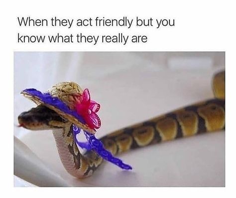 𝗥 𝗘 𝗟 𝗔 𝗧 𝗔 𝗕 𝗟 𝗘 𝗦 on Instagram: “😁😁 .. .. Follow~~>>@that_soo_relatable .. .. .. .. .. .. .. #badass #badassquotes #badasswomen #badboi #badboysforlife #badboys #bad…” Snake Friends, Snake Quotes, Backstabbing Friends, Fake Friend Quotes, Sarcasm Only, Friend Memes, Fake Friends, Friends Quotes Funny, Edgy Memes