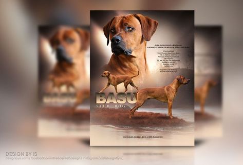 Rhodesian Ridgeback stud dog banner design. Show dog advertising. How to make stud presentation - dog breeding banner? The best way to find a good canine graphic designer! Dog Presentation, Announcement Design, Dog Logo Design, Dog Magazine, Stud Dog, Dog Business, Cat Breeder, Pet Businesses, Professional Graphic Design