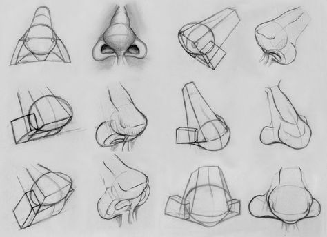 Nose Anatomy Drawing, Nose Anatomy, Nose Structure, Sketch Nose, Draw Figures, Portrait Drawing Tips, Face Art Drawing, Facial Structure, Artist Tutorials