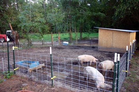 We used 8 hog panels, t-posts, an electric fence, a gate,and some lumber and tin we had laying around. We spent about $500. Pig Fence, Pig Shelter, Hog Farm, Livestock Shelter, Raising Pigs, Pig Pen, Pot Belly Pigs, Pig House, Farm Plans