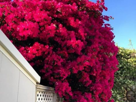 Bougainvillea Tree, Plantas Interior, Front Yard Garden Design, Santa Rita, Front Yard Garden, Bougainvillea, Backyard Patio, Backyard Landscaping, Front Yard