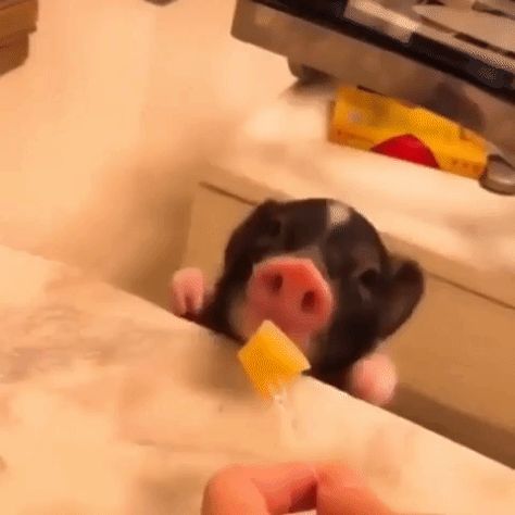 New GIF on Giphy Piglet Gif, Pig Gif, Eating Fruit, Baby Piglets, Pigs Eating, Cute Piglets, Nom Nom Nom, Cute Piggies, Good Manners