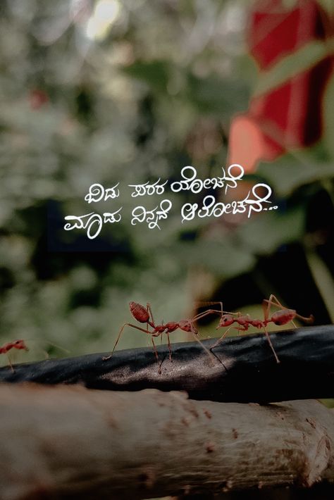 Kannada Feeling Quotes, Kannada Poetry, Kannada Songs, Ashoka Pillar, Girls Pick, Pink Song Lyrics, Kannada Quotes, Understanding Quotes, Tiny Quotes