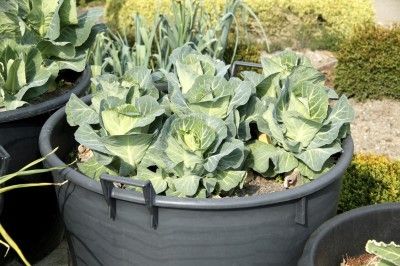 Cabbage In Containers, Grow Cabbage, Growing Cabbage, Grapes Growing, Sea Grapes, Growing Squash, Cabbage Plant, Container Vegetables, Growing Veggies