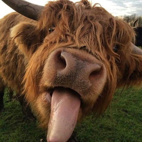 Highland Cow Long Horns, Scottish Highland Cow, Fluffy Cows, Cow Pictures, Highland Cattle, Baby Cows, Cow Art, A Cow