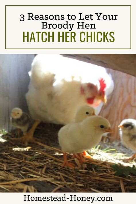 Hatching Chicken Eggs, Broody Hen, Hatching Chickens, Chicken Flock, Raising Farm Animals, Chicken Tractors, Hatching Chicks, Jersey Cow, Spring Animals