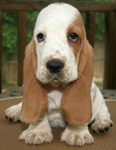 #Dogs #Puppies Animal Psychology, Stinky Dog, Basset Hound Puppy, Hound Puppies, Puppy Day, Pet Blog, Our Baby, Basset Hound, A Puppy