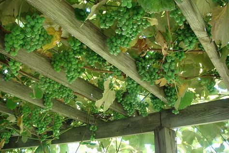 Grapes on a pergola, via Flickr. Grape Vine Trellis, Pergola Metal, Grape Tree, Grape Trellis, Grape Arbor, Grape Plant, Pergola Diy, Vine Trellis, Pergola Swing