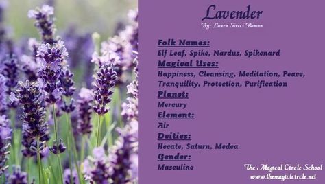 Magical Properties Of - Lavender Herb Properties, Witchy Herbs, Magical Circle, Nature Witch, Magickal Herbs, Witch Herbs, Witch Garden, Magic Herbs, Herbal Plants