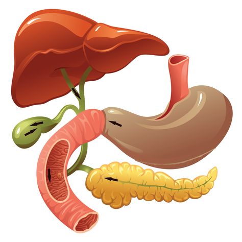 Digestive System Poster, Digestive System Drawing Easy, Digestive System Diagram Drawing, Digestive System Parts, Digestive System Sticker, Red Conceptual, Diagram Of The Digestive System, Food Education, Biology Art