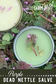 Purple Dead Nettle Salve, Purple Dead Nettle, How To Make Purple, Comfrey Salve, Herbal Medicine Recipes, Salve Recipes, Herbal Remedies Recipes, Herbal Salves, Herbal Recipes