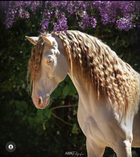 Perlino is a bay horse with two cream genes. They look similar to cremellos, but their points are slightly darker. Perlino Horse, Nice Animals, Spanish Horse, Horse Coat Colors, Moon Lee, Amazing Horses, Pony Breeds, Palomino Horse, Horse Inspiration