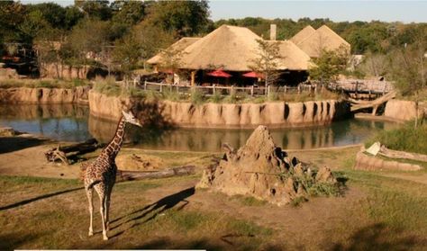 Zoo Boo, Zoo Giraffe, Dallas Zoo, Zoo Project, Zoo Architecture, Zoo Park, Observation Tower, African Theme, Base Camp