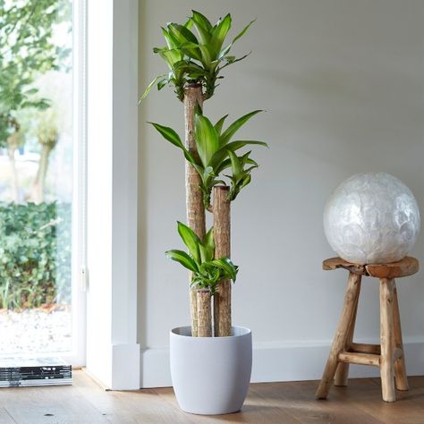 Dracaena Massangeana, Tall Indoor Plants, Dracaena Plant, Plant Study, Hand And Foot Care, Tropical Nursery, Dragon Tree, Corn Plant, Balcony Plants