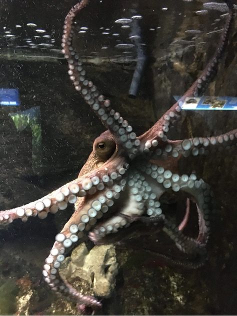 Octopus In Aquarium, Zoo Aquarium, Aquatic Life, Ap Art, Travel Around The World, Travel Around, Octopus, Around The Worlds, Books