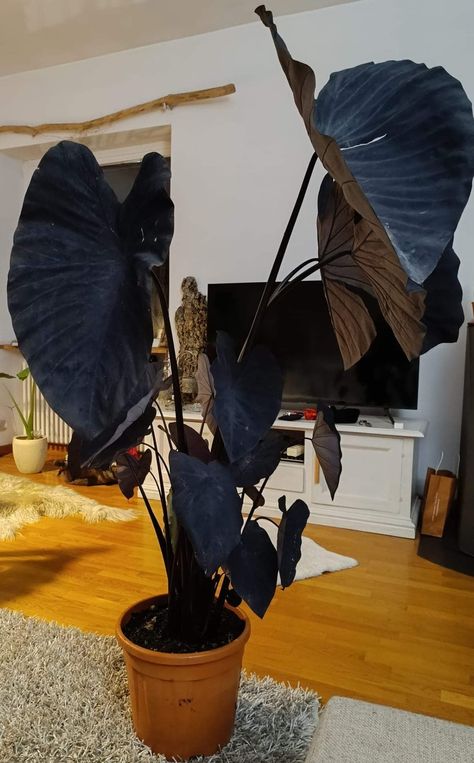 Plant Business, Colocasia Esculenta, Plant Friends, Plants Aesthetic, Goth Garden, Plant Mama, Plant Varieties, Balcony Flowers, Plant Projects