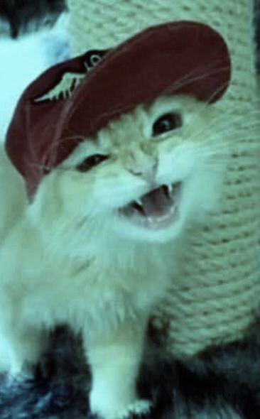 Cats With Hats On, Cat With Hat Pfp, Cat Wearing Hat, Cats With Hats, Cats In Hats, Swag Cat, Cat With Hat, Punk Cats, Russian Cat