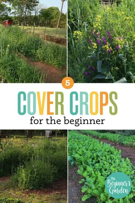 Fall Crops, Garden Cover, Garden For Beginners, Vegetable Garden Beds, Cover Crops, Spring Crops, Gardening Diy, Thriving Garden, Plant Covers