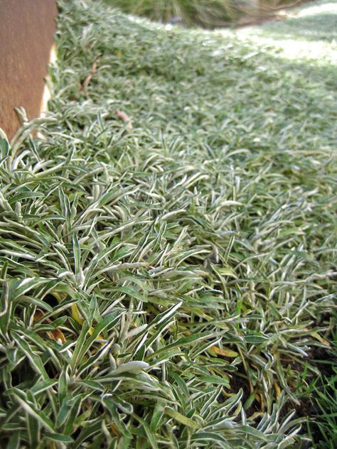 Dymondia margaretae, Silver Carpet. Silver Carpet, Plant Information, Ground Cover, Search Engine, Home And Garden, Herbs, Carpet, Plants, Green