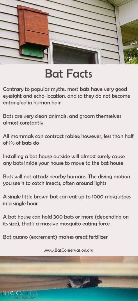 Bat House Plans, Bat Facts, Bat Box, Bat House, The Ranch, Garden And Yard, Farm Life, Bird Houses, A House