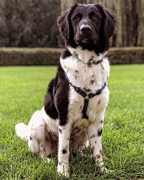 *TOBIAS* The Stabyhoun on Instagram: “1 YEAR OLD! 🎉 🎊 🎈 * * * #friesestabij #stabyhoun #stabyhound #stabijhounsofinstagram #stabijhoun #dog #dogsofinstagram #doglover #perro…” Stabyhoun Dog, Dream Pet, All Breeds Of Dogs, Old Dog, Raining Cats And Dogs, Old Dogs, 7th Grade, Wolves, Dog Breeds