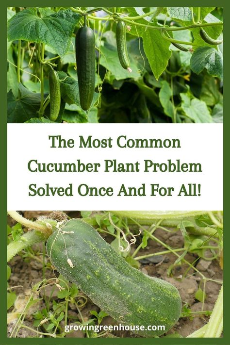 Growing Pickles, Raised Gardens, Yellow Tomatoes, Cucumber Plant, Growing Cucumbers, Growing Veggies, Greenhouse Growing, Plant Problems, Pickling Cucumbers