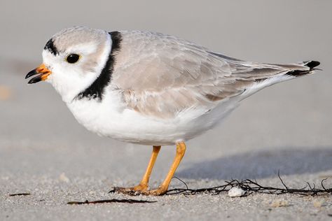 What the State Birds Should Be. Piping Plover, State Birds, Tiny Bird, Shorebirds, Birdwatching, Colorful Birds, Endangered Species, Small Birds, Bird Species