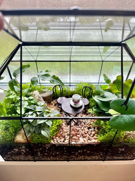 House Terrarium Ideas, Tiny Greenhouse Ideas, Jumping Spider Terrarium, Cute Terrarium, Spider Terrarium, Snail Terrarium, Greenhouse Terrarium, Closed Terrarium Plants, Open Terrariums